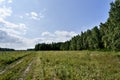 View of the open area on the edge of the forest Royalty Free Stock Photo