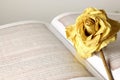OLD DEAD DRY ROSE IN AN OPEN BOOK Royalty Free Stock Photo