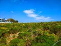 Open field of yellow flowers and lush green bushes on a blue sky background