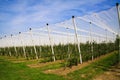 View on open greenhouse for growth of young apple trees on fruit plantation against blue sky in summer Royalty Free Stock Photo