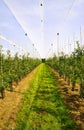 View on open greenhouse for growth of young apple trees on fruit plantation against blue sky in summer Royalty Free Stock Photo