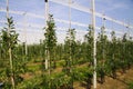 View on open greenhouse for growth of young apple trees on fruit plantation against blue sky in summer Royalty Free Stock Photo