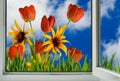 View from an open window on beautiful bright flowers Royalty Free Stock Photo