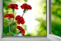 View from an open window on beautiful bright flowers Royalty Free Stock Photo