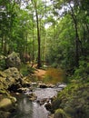 A scene at Barton Creek, Belize