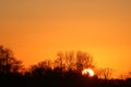 Orange sunset sky with sihouettes of trees