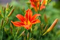 View of orange fire lily flowers in the summer time garden