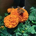 View of an orange flower with a butterfly undergoing pollination Royalty Free Stock Photo