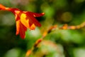 View of orange flower up close in a colorful garden Royalty Free Stock Photo