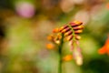 View of orange flower up close in a colorful garden Royalty Free Stock Photo