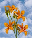 Wonderful orange one day lilies in full bloom Royalty Free Stock Photo