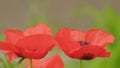 View of an orange poppy flower. Garden bloomed large and beautiful decorative orange poppy. Close up.