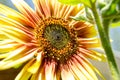 View of orange sunflower up close in a colorful garden Royalty Free Stock Photo