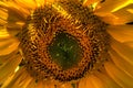 View of orange sunflower up close in a colorful garden Royalty Free Stock Photo