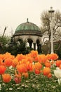 View of orange tulips and Alman Cesmesi in the back, in Sultan Ahmet Square, at Tulips Festival Royalty Free Stock Photo