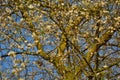 View of an orchard with flowering plum trees Royalty Free Stock Photo