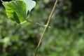 View of an orchard orb weaver spider is sitting on top of a tropical kudzu leaf stem Royalty Free Stock Photo