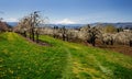 A view of orchards in Hood river Royalty Free Stock Photo