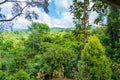 view of organic spice plantation landscape in Costa Rica