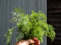 View of organically grown bunch of green, fresh dills in a hand in bright sunlight in summer. The concept of agriculture,