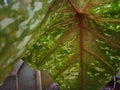 View ornamental plant in pot