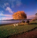 Osorno volcano , lake Frutillar, Patagonia, Chile Royalty Free Stock Photo