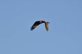 View of Osprey (Pandion haliaetus) in flight against blue sky Royalty Free Stock Photo