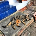 A view of our cat Jess on the front step