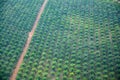Palm oil plantation, aerial view over large plantation in Cambodia
