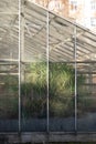 View from outside of tropical plants behind glass in greenhouse window in winter time on sunny day Royalty Free Stock Photo