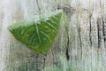 View from outside of various types of green potted plants behind the distorting glass wall of a tropical greenhouse