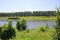 View over agriculture field and river maas on poplar trees in a row in summer, Venlo, Netherlands