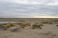 View over a beach covered in European Marram Grass, Ammophila arenaria with a colorful cloudscape due to the sunset Royalty Free Stock Photo