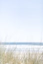 View over beach grasses to ocean on a warm summer day with a cloudless blue sky above