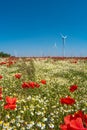 View over beautiful farm landscape with wheat field, poppies and chamomile flowers, wind turbines to produce green energy and Royalty Free Stock Photo