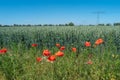 View over beautiful farm landscape with wheat field, red poppies flowers, wind turbines to produce green energy and electrical