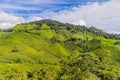 View over the beautiful green tea plantation in the Cameron Highlands in Brinchang, Malaysia Royalty Free Stock Photo