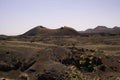 View over black lava field with contrasting isoalted yellow flowers on crater of volcano - Timanfaya NP, Lanzarote Royalty Free Stock Photo