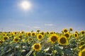 Sunflower field and blue sky with sun Royalty Free Stock Photo