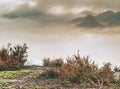 View over blooming heather bush into heavy fog. Rocky valley