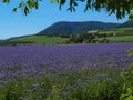 View over blue Purple Tansy field in countryside in hot summer day. Green blue purple flowers in blossom