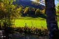 Meadow in lush green and autumn leaves with tree and bush in the foreground Royalty Free Stock Photo