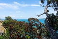 View Over Coastal Pohutukawa Tree Foreground Across Hauraki Gulf From Motuihe Island