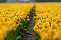 View over colorful tulips fields in the morning, Netherlands Royalty Free Stock Photo