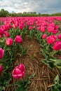 View over colorful tulips fields in the morning, Netherlands Royalty Free Stock Photo