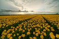 View over colorful tulips fields in the morning, Netherlands Royalty Free Stock Photo