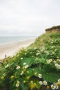 View over dunes and little flowers along the coastline Royalty Free Stock Photo