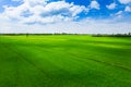 View over the early summer green fields or rice field from the air Royalty Free Stock Photo