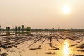 Rice fields that have just been plowed which will later be planted with rice with water reflected off the setting sun Royalty Free Stock Photo