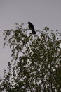 Perched on the top branches of a birch tree, in early spring is a crow observing the environment, shown in silhouette. Crows are 